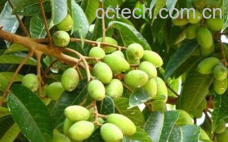 青果的功效与作用及禁忌-0