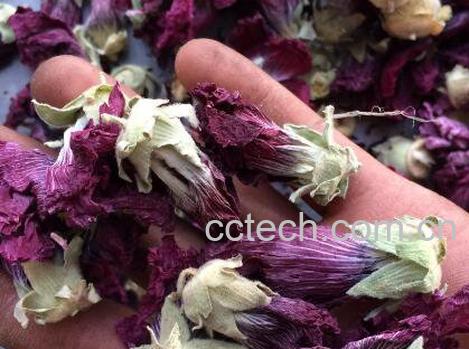 芙蓉花茶的功效与作用及禁忌-1