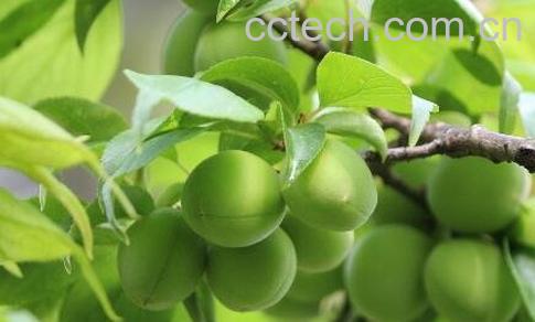 青果的功效与作用及禁忌-1