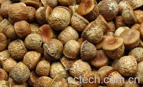 天然补肾果的功效-1