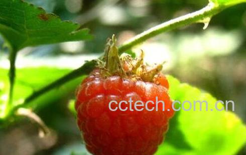 马林果的功效与作用-1