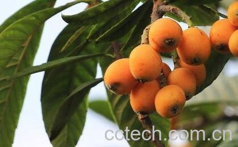 枇杷果的功效与作用-1