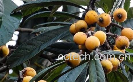 枇杷果的功效与作用-0