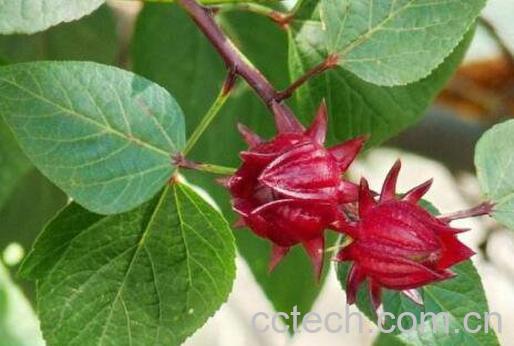 玫瑰茄的功效与作用 玫瑰茄的冲泡方法-1