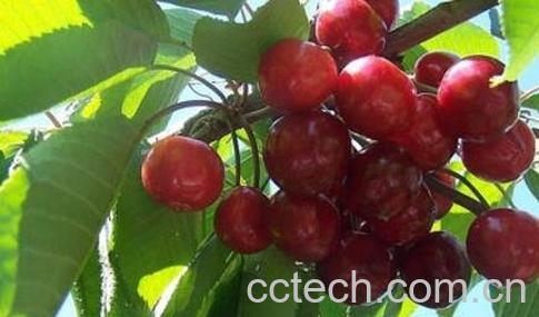 车厘子有哪些功效与作用-0