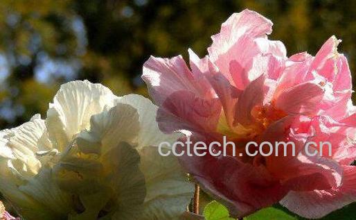 芙蓉花茶如何做 芙蓉花茶的做法步骤教程-0