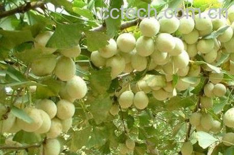 白果怎么去壳 白果快速去壳方法技巧-1