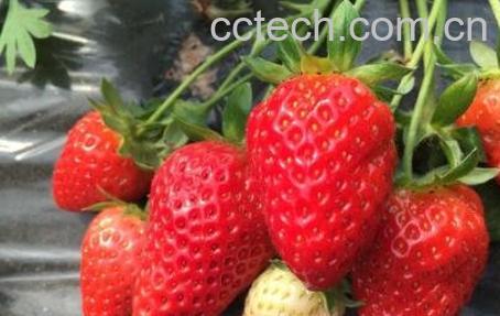 草莓怎么保存 草莓保鲜及储存方法-0