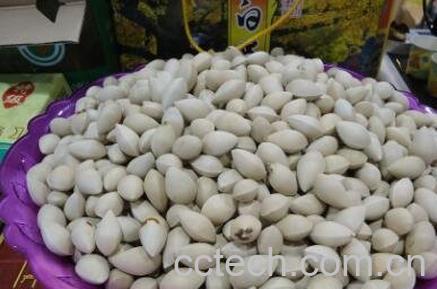  白果的药用价值有哪些-1