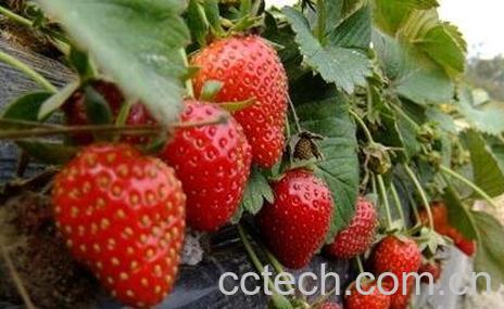 草莓的好处和功效有哪些-1