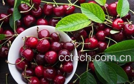 车厘子的营养价值有哪些-0