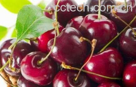 车厘子的营养价值有哪些-1