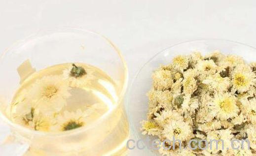 白菊花茶的功效与作用及禁忌-0