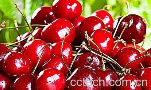 车厘子是什么 吃车厘子有什么好处-0