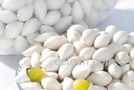 孕妇可以吃白果吗 孕妇吃白果的副作用与禁忌-0