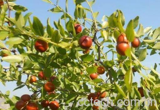 酸枣叶茶的功效与作用 酸枣叶茶的副作用-1