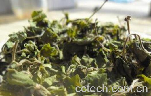 酸枣叶茶的功效与作用 酸枣叶茶的副作用-0