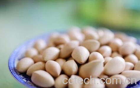 孕妇可以吃白果吗 孕妇吃白果的副作用与禁忌-1