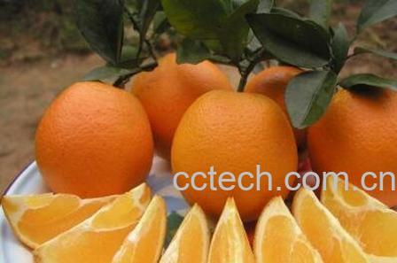 吃橙子有什么好处-0