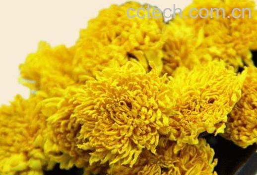 黄菊花茶的功效与作用有哪些-0