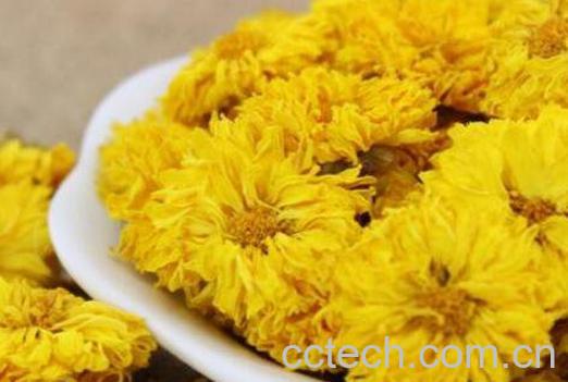 黄菊花茶的功效与作用有哪些-1