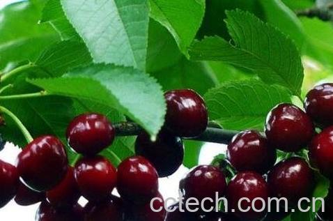  车厘子和樱桃有什么区别-0