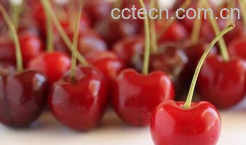  车厘子和樱桃有什么区别-1