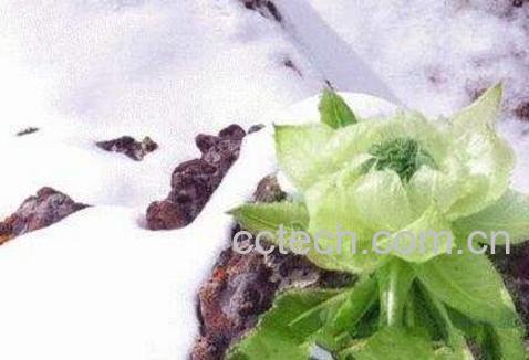 雪莲花茶的功效与作用-0