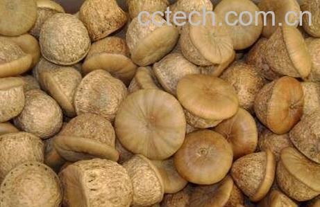 龟头子与风流果的区别-0