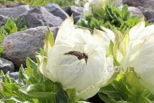 雪莲花茶的功效与作用-1