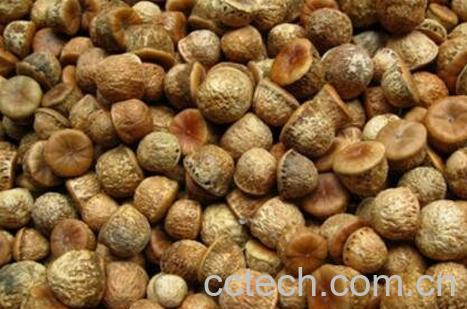 龟头子与风流果的区别-1