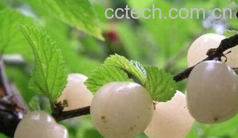  白玉樱桃的功效与作用-0