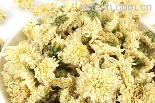 白菊花茶的功效与作用及冲泡方法-0