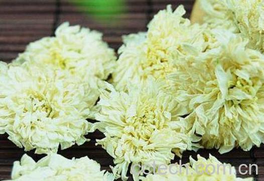 白菊花茶的功效与作用及冲泡方法-1