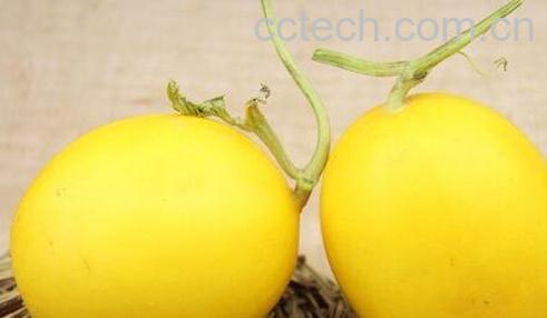 吃金蜜瓜有什么好处 金蜜瓜的功效与作用-0