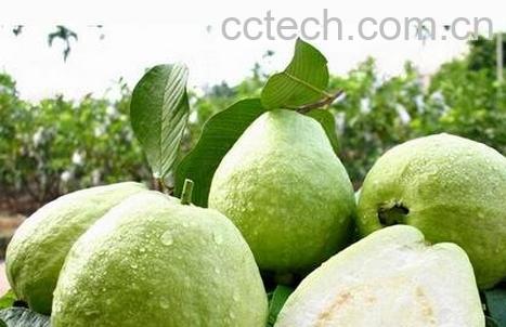 芭乐番石榴怎么保存-0