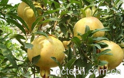 白石榴的功效与作用及食用方法-0