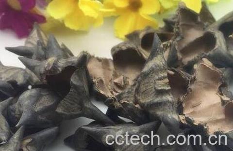 干菱角壳的功效与作用-0