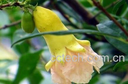 白色石榴花的功效与作用-0