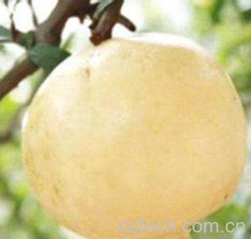 白石榴根泡酒-1