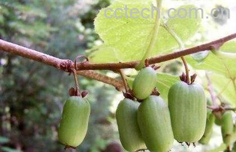 狗枣子的营养价值 狗枣子的功效与作用-0