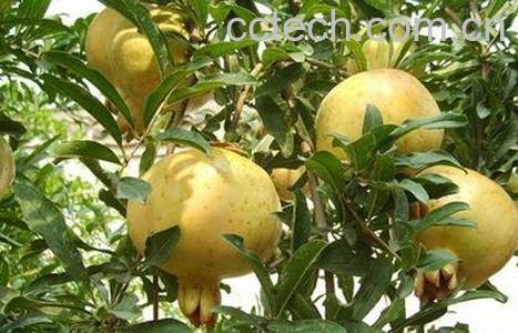 白石榴的果有什么药用价值-0