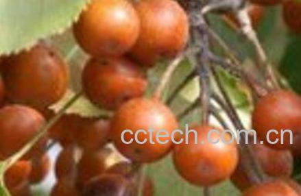 杜黎果实的功效与作用-0