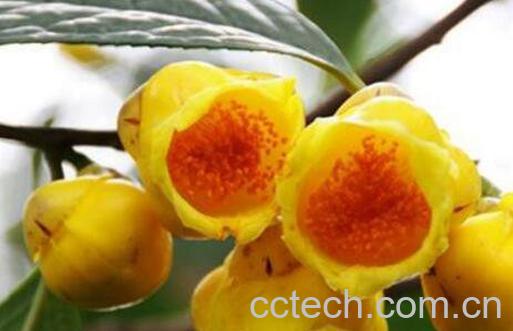 广西金花茶的功效与作用-0