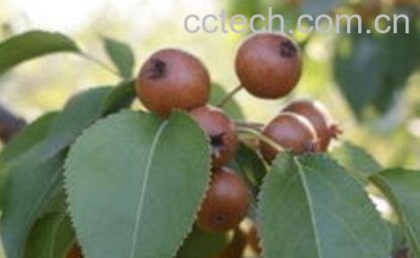 杜黎果实的功效与作用-1