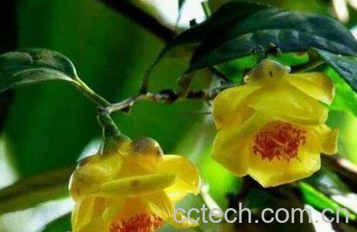 广西金花茶的功效与作用-1