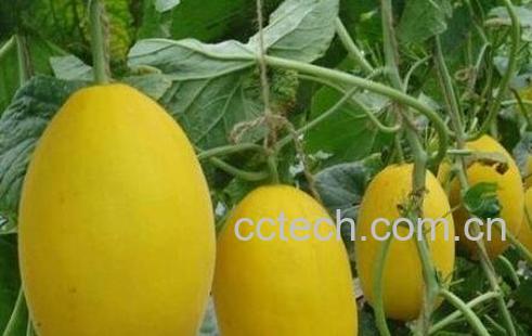 黄梨瓜的功效与营养价值-0