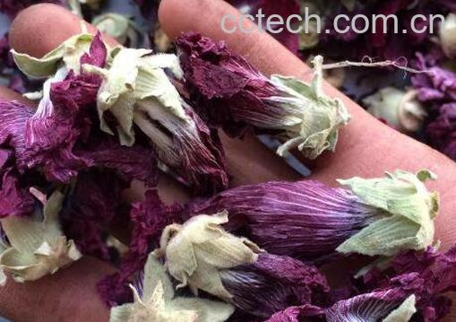 芙蓉花茶的功效与作用-1