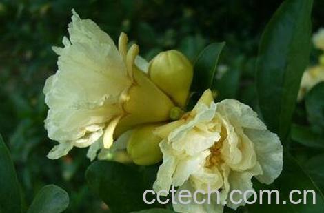 白石榴花干泡水喝功效-0