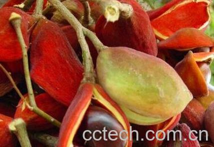 凤眼树果的功效与作用-0